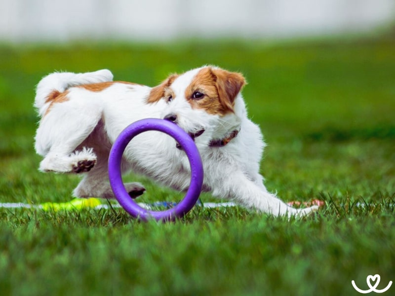 Plemeno-jack-russell-terier (7)